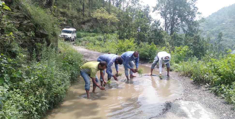 Pauri Garhwal News: Pauri Garhwal Transplanting of Grain on the road