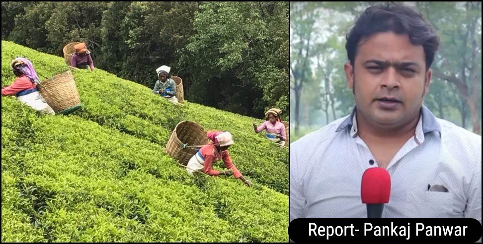 Dehradun Tea Garden: Special report on tea production in Dehradun