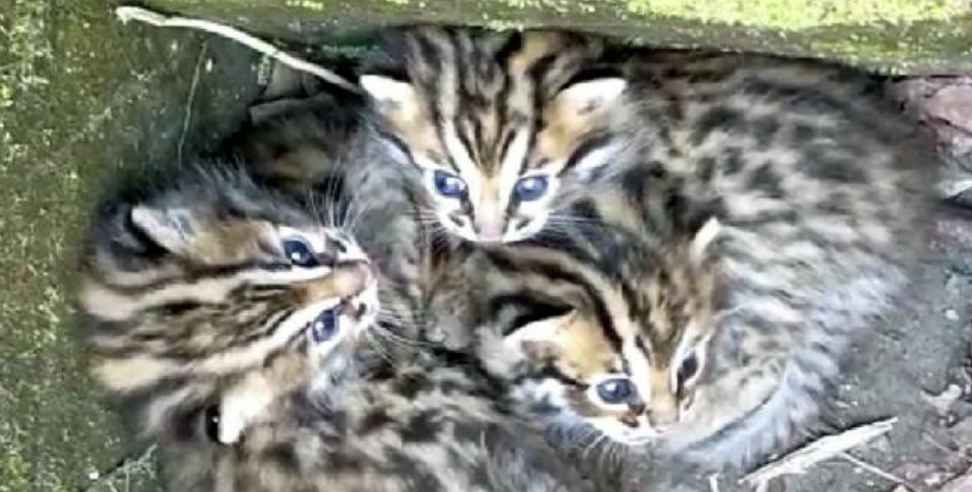 Pithoragarh News: leopard cubs found in pithoragarh paankhu village