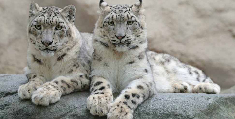 Snow Leopard in Gangotri National Park: Rare Snow Leopard in Gangotri National Park