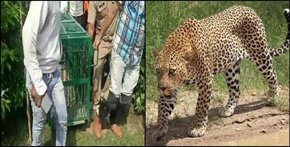 rishikesh bhuttowala leopard: Leopard in Bhuttowala Rishikesh