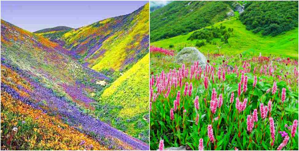 Valley of Flowers is Opening For Tourists From June 1st