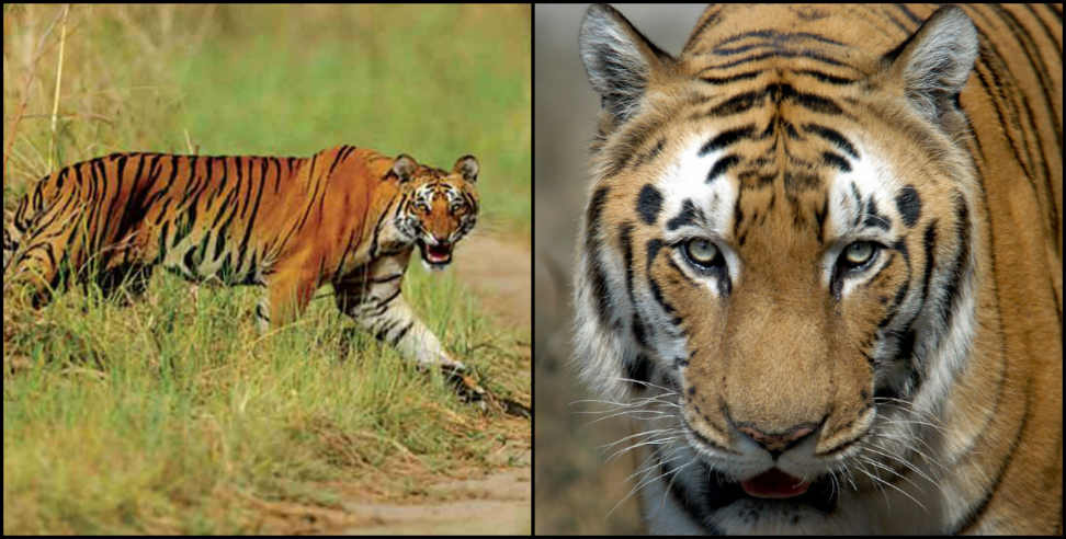 Tiger killed forest guard: Tiger killed four forest workers in one year