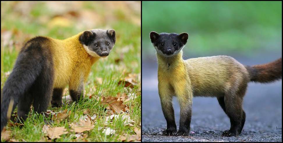 Ramnagar Uttarakhand: Yellow Throated Marten seen in Ramnagar