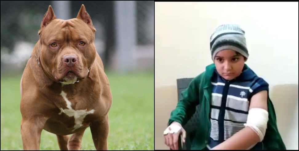 Haridwar pitbull dog attacked child