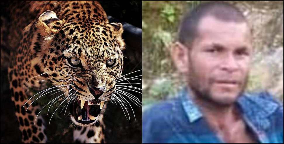 Pithoragarh news: Leopard killed youth in pithoragarh
