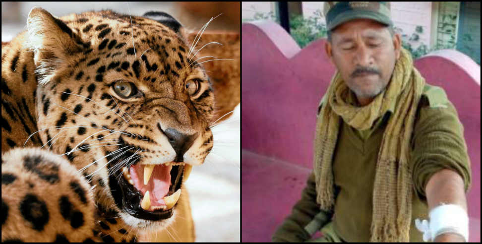 Leopard attack: Leopard attacked security guard