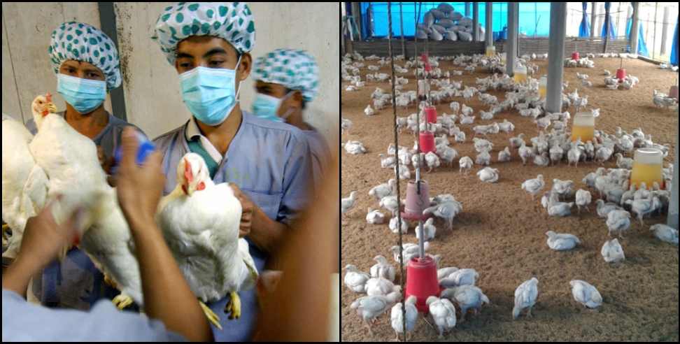 Uttarakhand bird flu: Uttarakhand prohibits import of chicken eggs