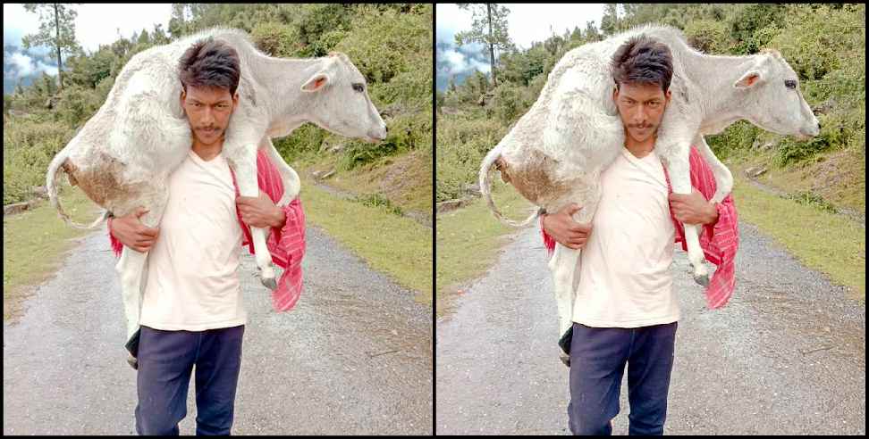 Chamoli News: Chamoli Naveen Rawat takes cow baby to Dehradun