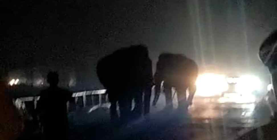 haridwar highway elephant: Elephants came on highway in Haridwar