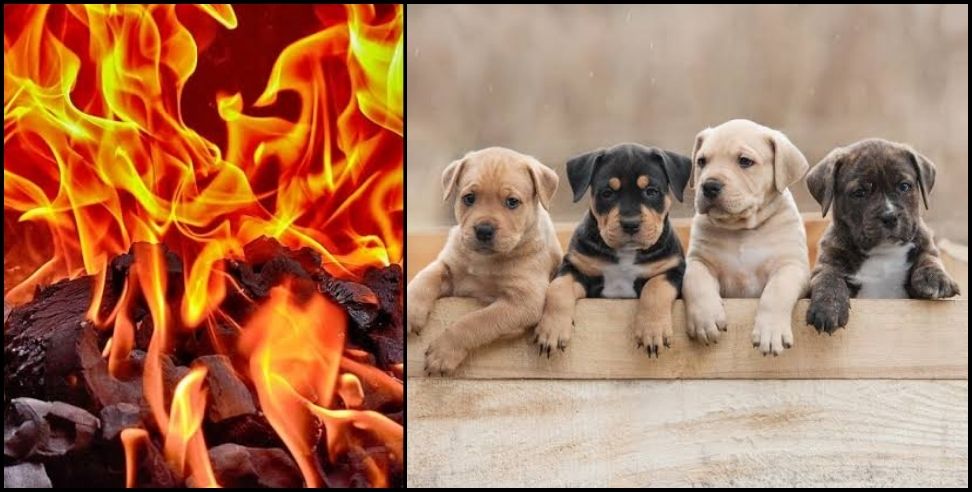 Youth burnt puppies Dehradun : youth burnt four puppies alive in tandoor  case registered
