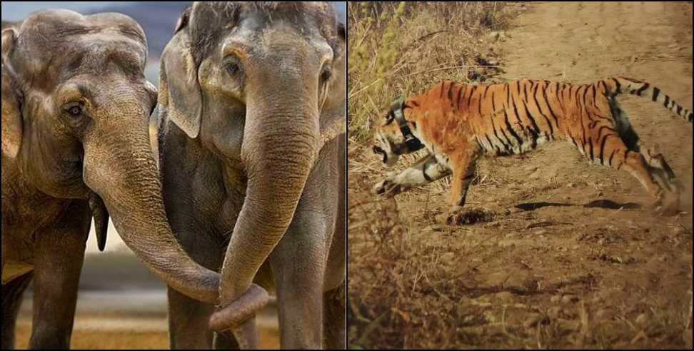 Uttarakhand Elephant: Rescue of tigress in Corbett National Park