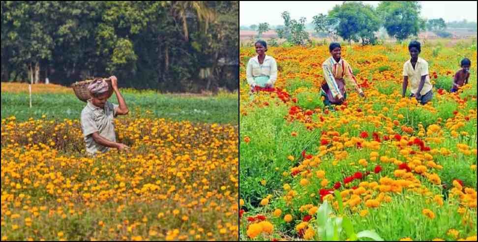 Uttarakhand Horticulture Department Scheme: Horticulture Department Horticulture Technology Mission Scheme Uttarakhand