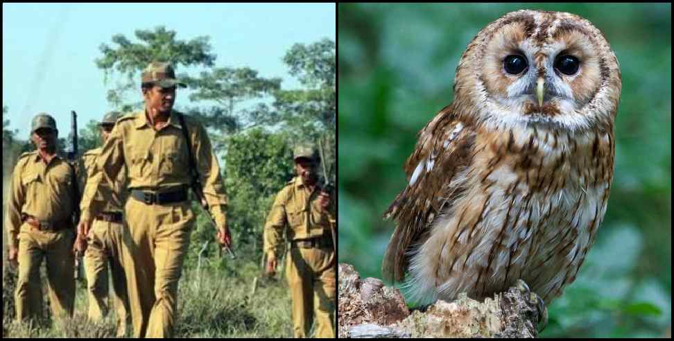 Tiger Reserve Park Owl: Increased security of owls in tiger reserve
