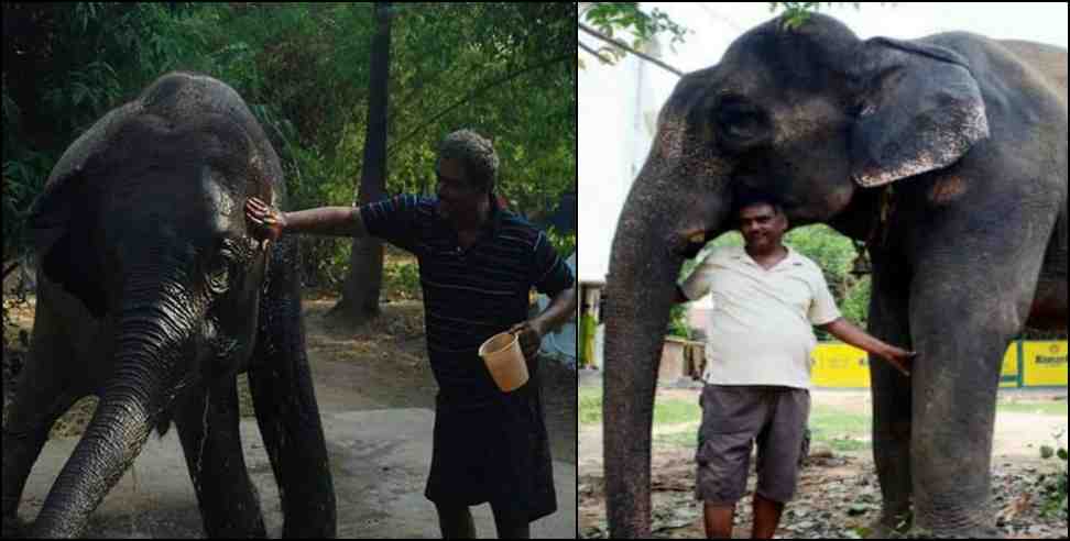 ramnagar rani elephant heir of 5 crores : uttarakhand ramnagar rani elephant is heir of 5 crores