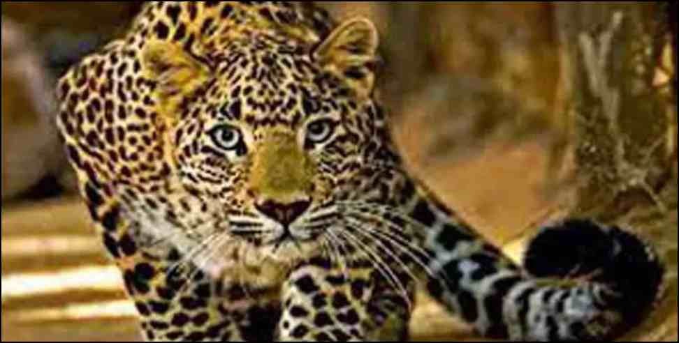 Ramnagar Leopard: Leopard suddenly came on the road in Ramnagar
