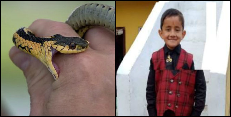 Champawat News: Child dies due to snake bite in Champawat