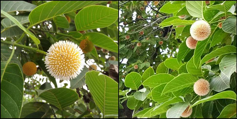 Corbett National Park: Kadamba flowers in Corbett National Park