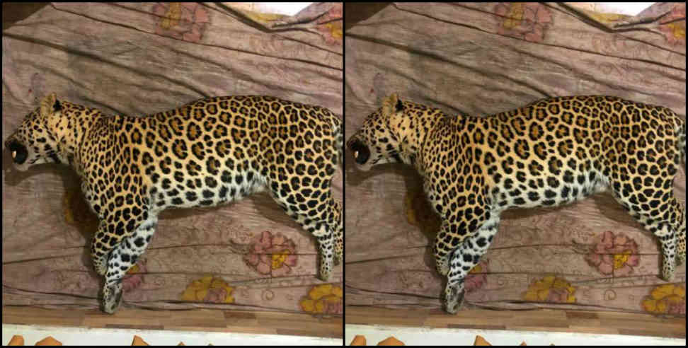 Leopard attack: Villagers get relief from killing man eating Leopard