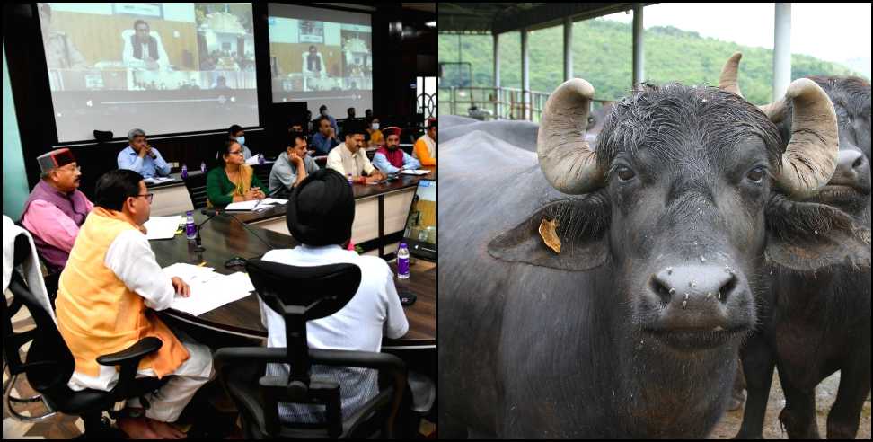 uttarakhand buffelo theft cm dhami: Haldwani Khashti Devi buffalo theft case in Uttarakhand CM office