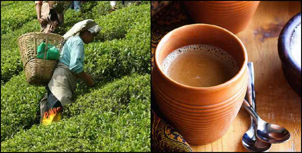 Almora herbal tea immunity booster