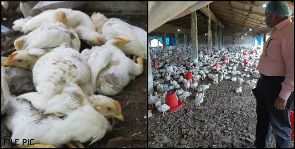 Pauri Garhwal News: 1 thousand chickens killed in Pauri Garhwal farm