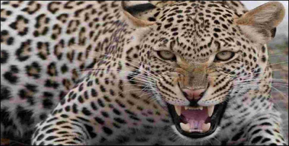 Leopard Attacked Woman: Leopard entered house in Agastyamuni and attacked woman