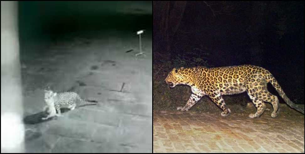 haldwani leopard video: latest viral video of leopard in haldwani