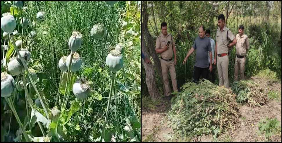 Poppy Udham Singh Nagar: Poppy cultivation in Udham Singh Nagar Bindukheda