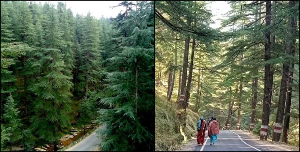 Gangotri Highway: Cutting of trees will be reduced on Gangotri Highway