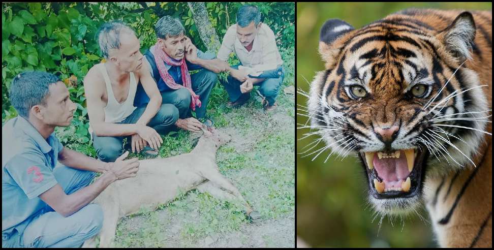 Pauri Garhwal News: Pauri Garhwal Yamkeshwar Block Tiger