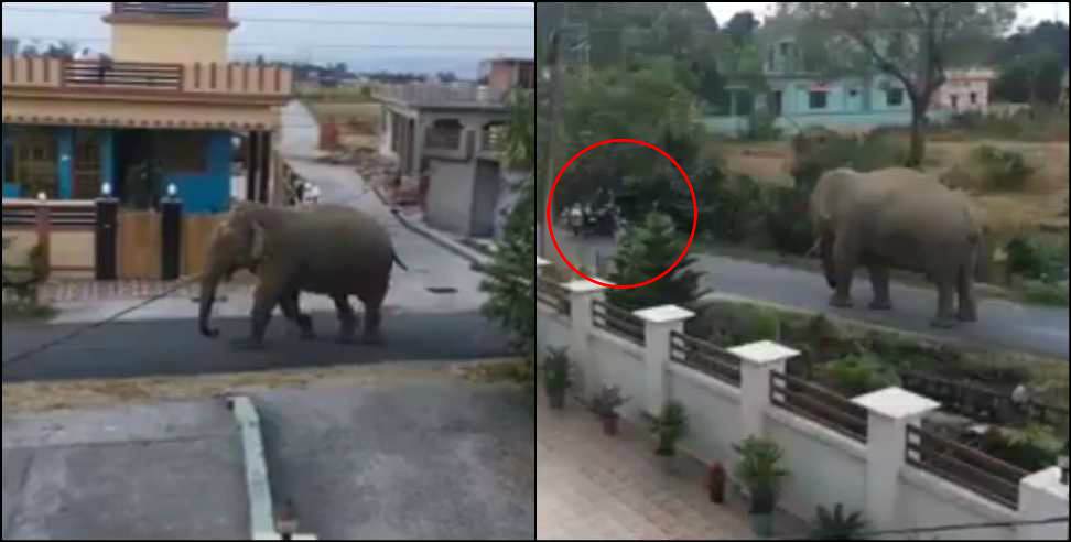 Coronavirus Uttarakhand: Coronavirus Uttarakhand:Uttarakhand elephant video of a colony viral