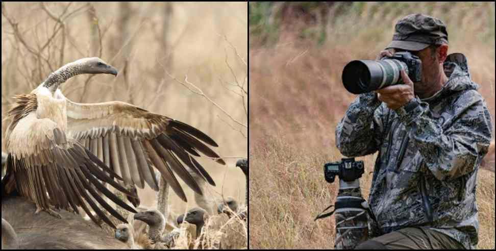 White Rumped Vulture: Rare White Rumped Vulture spotted in Corbett after 4 years