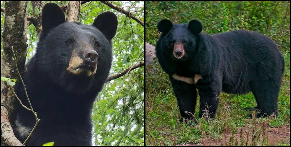 Bear attack Pauri chamoli : group of bears pounced on three people who were going to a relative s house