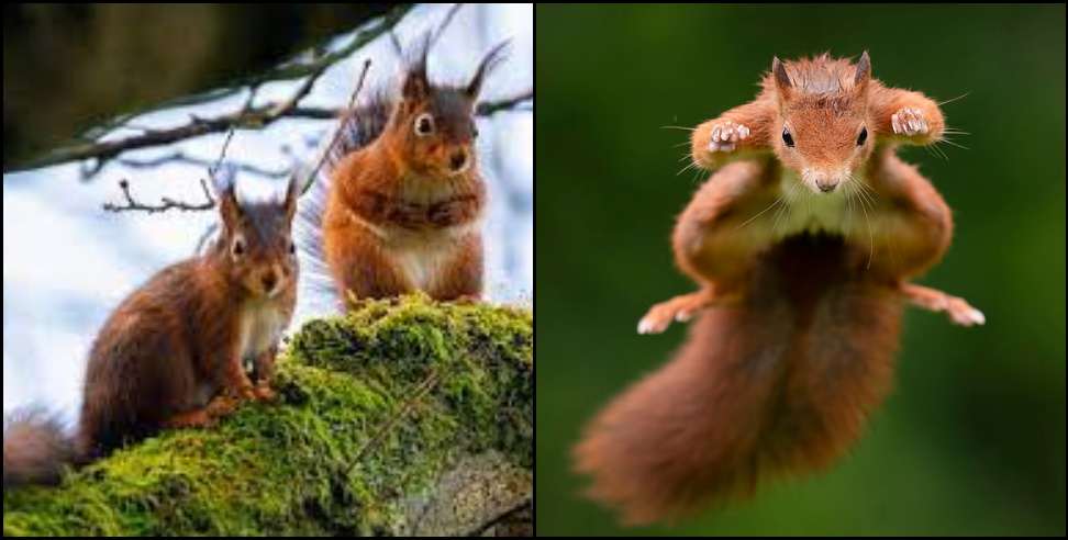 Uttarakhand Red Squirrel: Flying red squirrel seen in Uttarakhand