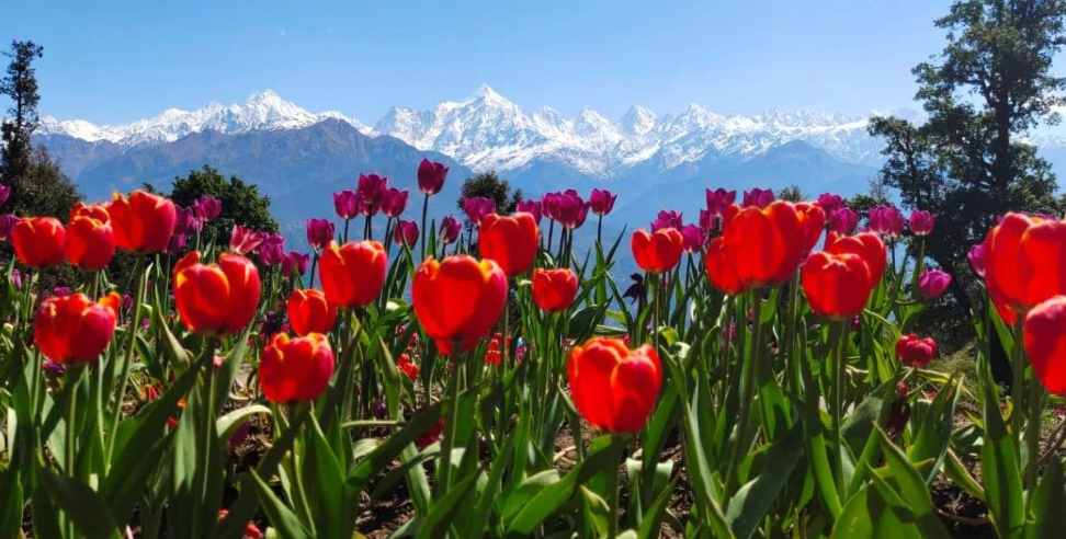 Tulip Garden Munsiyari: Tulip Garden in Pithoragarh