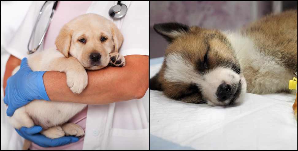 dog parvo virus uttarakhand: uttarakhand pet dog parvo virus disease