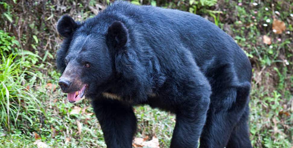 Bear attack: Two youths preparing for Agniveer were attacked by bear
