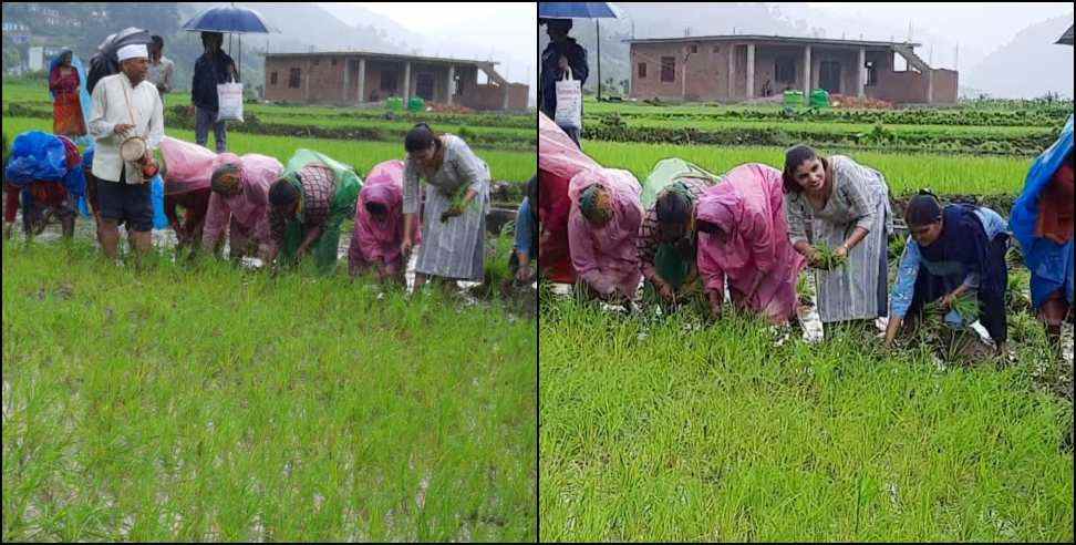 Bageshwar DM Anuradha Pal: Bageshwar DM IAS Anuradha Pal Planted paddy in village