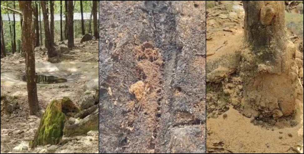Dehradun Zoo Hoplo Borer: Dehradun ZOO Hoplo Borer 250 Trees Cut Again Infection