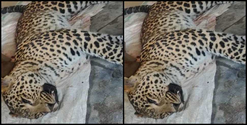 Tehri Garhwal News: Leopard hunt in Tehri Garhwal