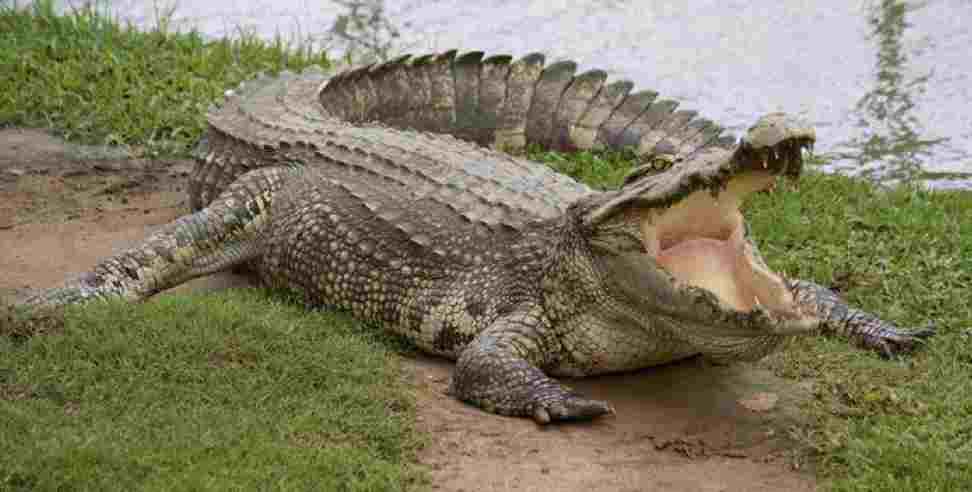 Udham Singh Nagar Crocodile: Crocodile pounces on youth in Udham Singh Nagar