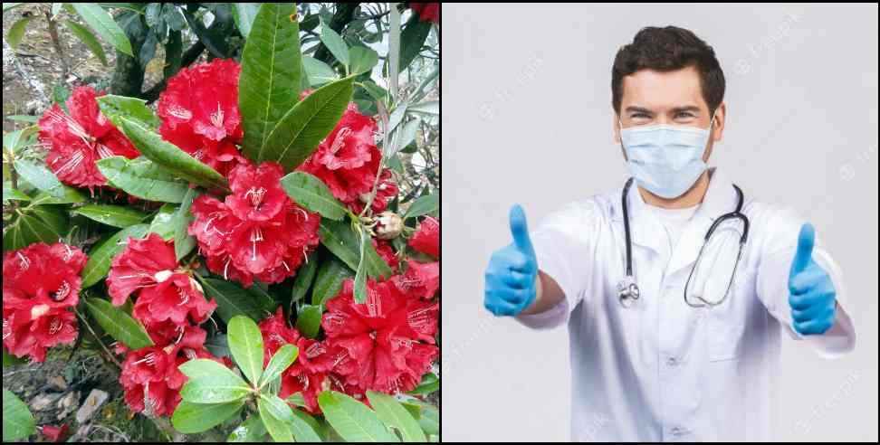 Benefits of Buransh flower: Buransh flower can cure coronavirus