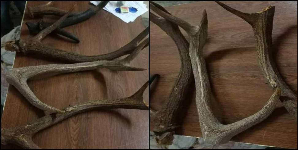 kashipur chital smuggler : Smuggler arrested with 5 horns of chital in Kashipur