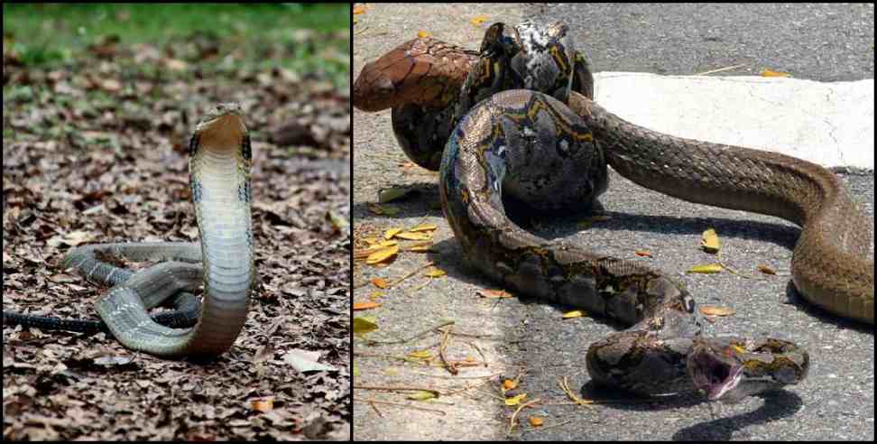 Uttarakhand Ramnagar Cobra Python: Cobra swallows python in ramnagar uttarakhand