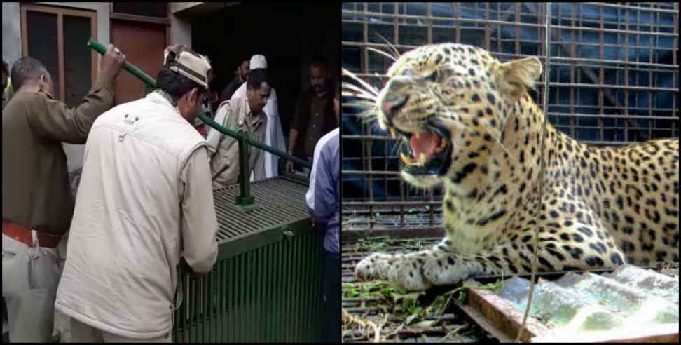 Man eater leopard: Leopard entered in house people lock him in room