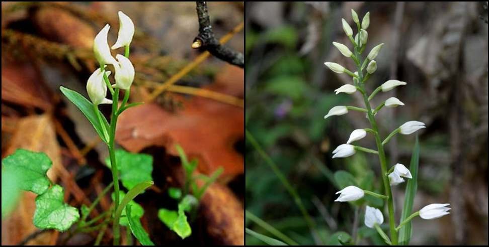 Cephalanthera Erecta Chamoli: Cephalanthera erecta found in Chamoli district