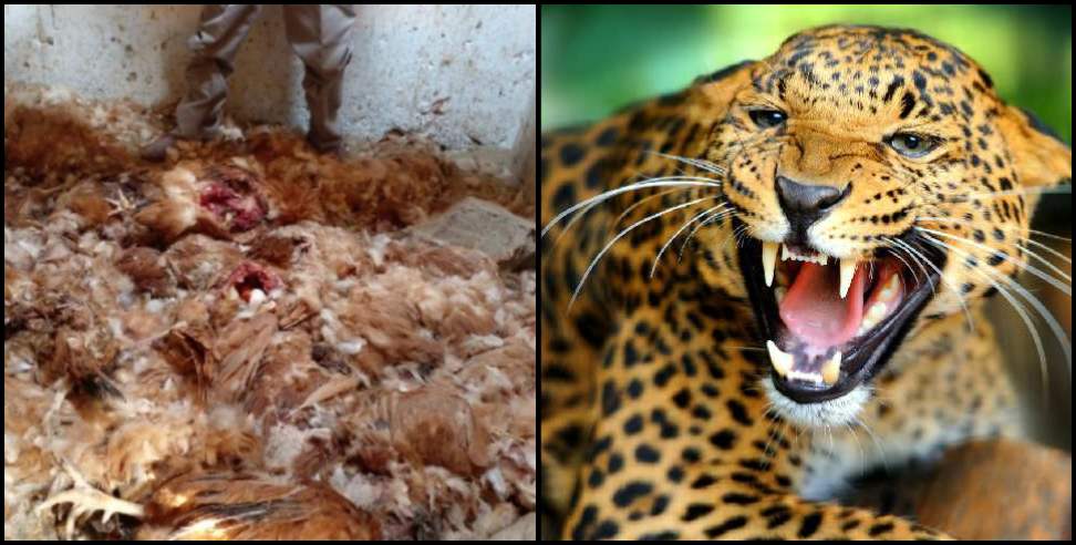 Leopard tehri garhwal: Tehri garhwal leopard attack in poultry farm