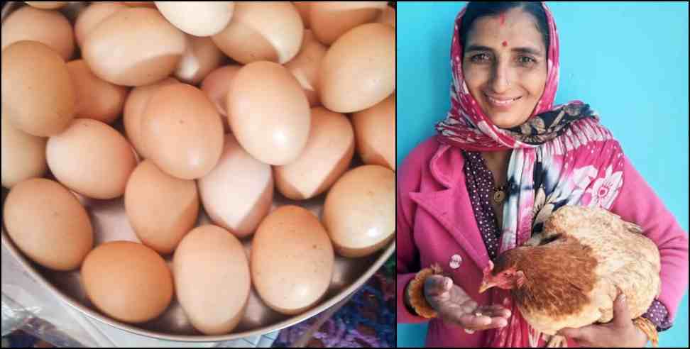 Hen laid 31 eggs in a single day in Almora Uttarakhand