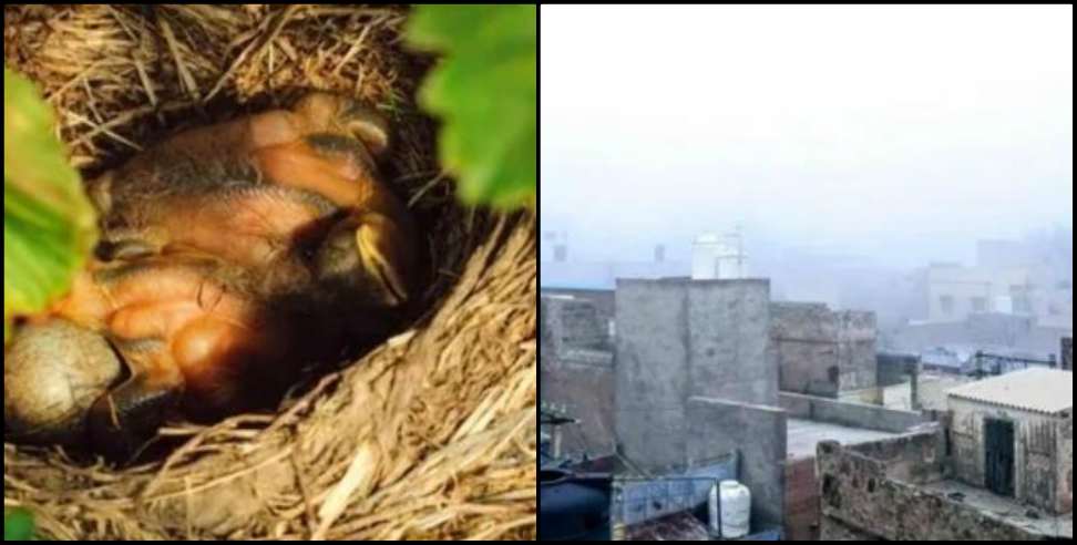 Tamilnadu Sivaganga Story: Village goes dark during 35 days in tamilnadu for robin eggs